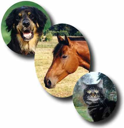Hier können Sie mehr über Hovawarte, Holsteiner Pferde und Maine Coon Katzen erfahren - einfach Hund, Pferd oder Katze anklicken